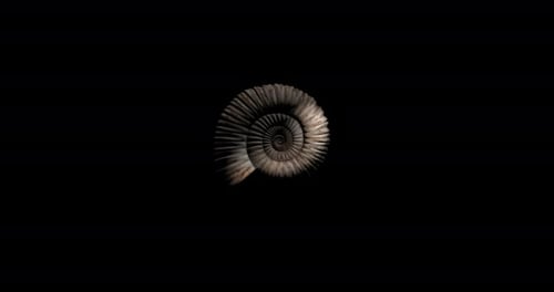Realistic Ammonite Fossil Shell Reveal and Disappear 3D Animation