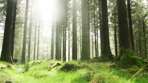 Panning Through a Forest