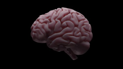 Spinning Brain Scan Alpha Channel Loop