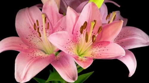 Pink Lilies Bloom in a Time Lapse