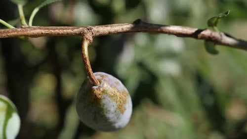 Gros plan d'une vidéo HD au ralenti de Prunus domestica 1920X1080 - Prunier violet au Ralenti et peu profond DO