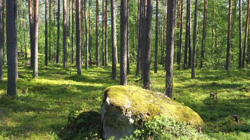 Fly at the evergreen forest on a summer sunny day