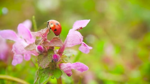 Ladybug Crawling on Flower in Spring Nature Scene