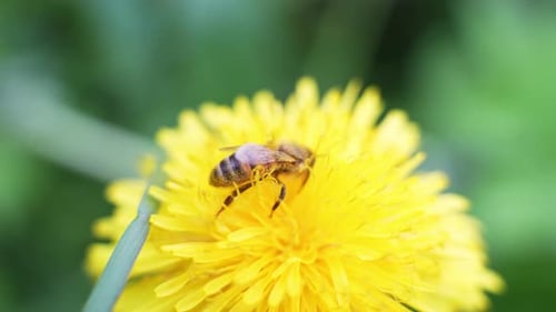 Bee collecting nectar from blooming dandelion flower on windy day, close up