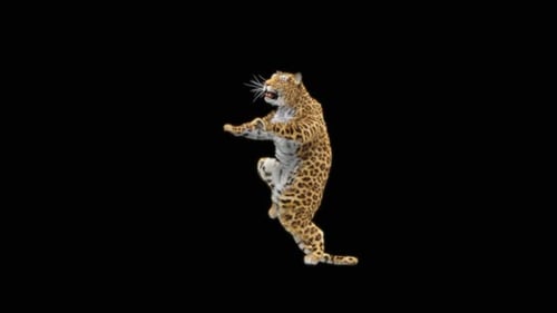 Leopard Dancing HD