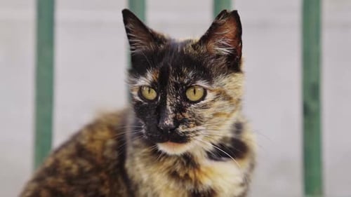 Katze auf der Straße