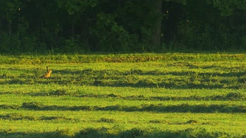 Brown European hare (Lepus europaeus) eats grass in freshly mown meadow in sunny summer evening, wid