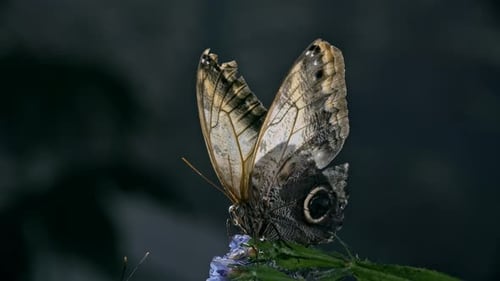 Giant Owl Butterfly Opening and Closing Wings