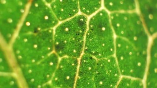 Green Leaf Analysis