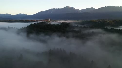 Forest Fog Landscape