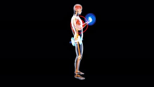 4K anatomy of a X-ray man doing biceps curls