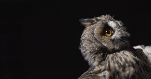 Close Up of a Gorgeous Owl Looking Up Black Background Wildlife
