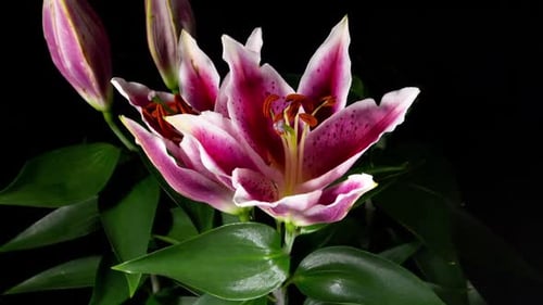 Lily Blooming in Time Lapse Close Up