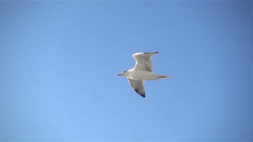 Möwe 5