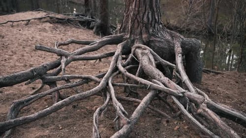 Bare Roots of Old Pine Tree in Forest Visible From Ground