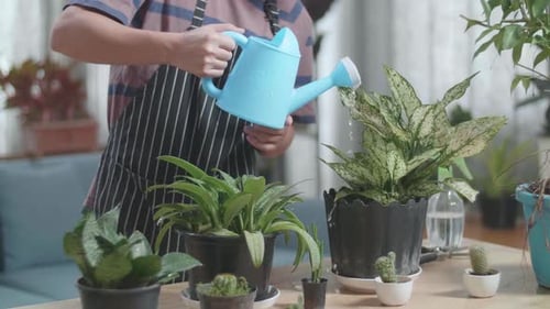 Adult Waters Indoor Houseplants with Watering Can