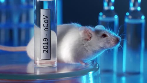 White Mouse in a Scientific Laboratory Environment