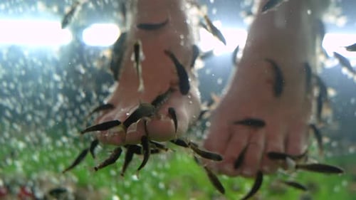 Massage aux poissons