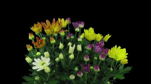Colorful Chrysanthemum Flowers Blooming Against Black Background