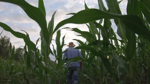Adult Farmer Holds Tablet in the Corn Field and Examining Crops. Agronomist Examine Corn Plant