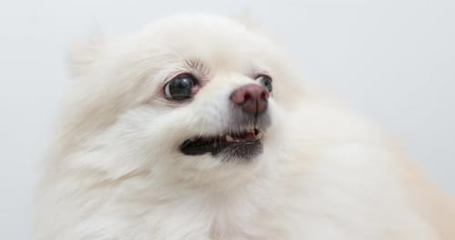 Angry White pomeranian dog barking