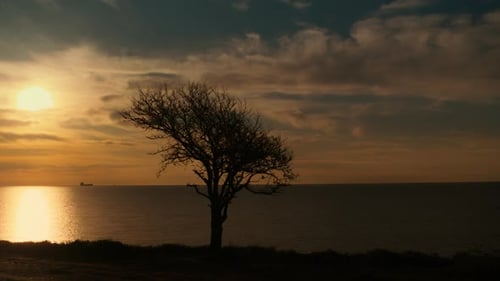 Alone Tree Growing at Morning Sea Coastline