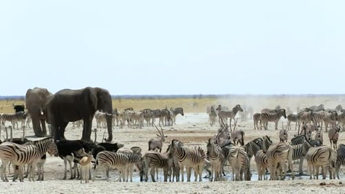 Zebras, Elephants, and Ostriches at Watering Hole
