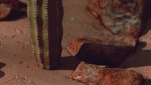Nahaufnahme des Saguaro-Kaktus im Sand