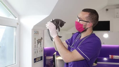 Veterinarian Holding Gray Kitten in a Veterinary Clinic