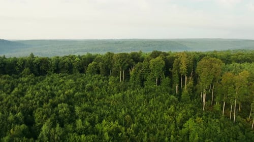 Luftaufnahme von grünen Bäumen, die an einem ruhigen Sommermorgen in der Natur im Wald auf Hügeln wachsen