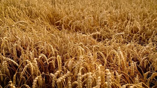 El campo de trigo está maduro