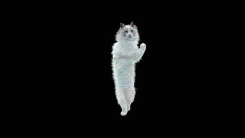 Katze tanzt HD