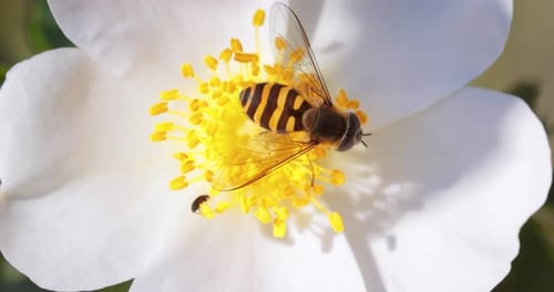 Bee Pollinating a White Flower in Close-Up
