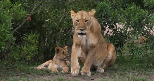 African Lion, panthera leo, Mother and Cub, Masai Mara Park in Kenya, Real Time 4K