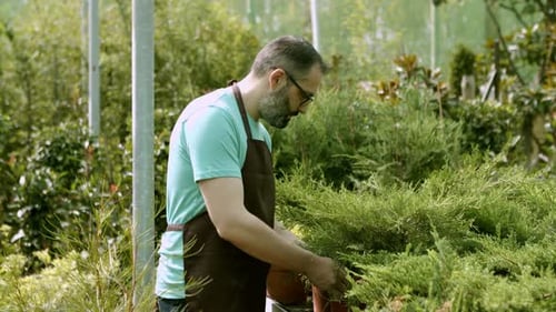 Gardener Tending to Plants in a Sunny Greenhouse