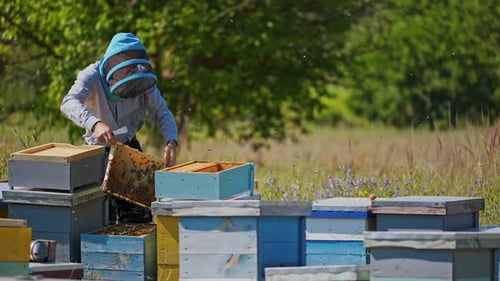 Beekeeping process
