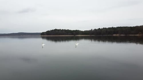 Schwan schwimmt am Lake Evening