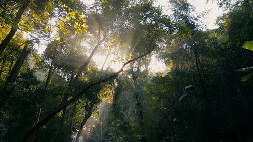 Golden Sunlight Through Tropical Forest Canopy