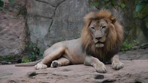 Löwenpaar (Panthera Leo) entspannt sich in freier Wildbahn
