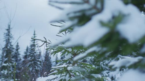 Mit Schnee bedeckte Bäume