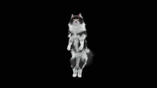 Cat Walking HD