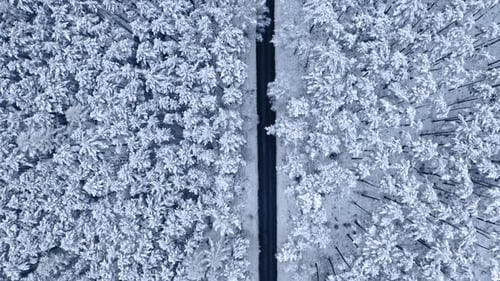 Long road straight through snowy forest in winter
