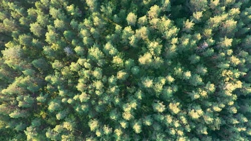 Summer forest