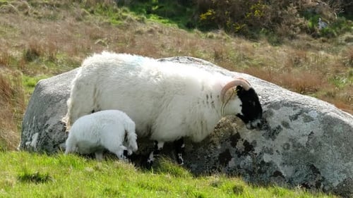 A Blackface Sheep Lamb Sucking in a Field in County Donegal Ireland
