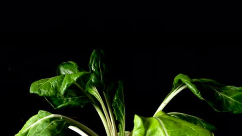 Stades de croissance d'une plante de feuille de tige de chou timelapse