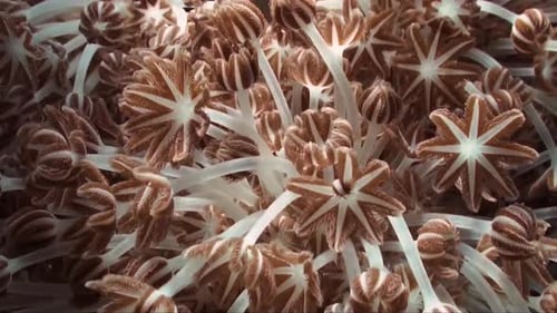 A colony of Xenia corals feeding on plankton by pulsating their many tentacles