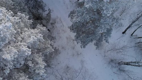 Fliege über einen gefrorenen Winterwald