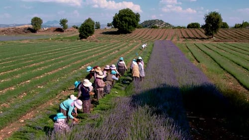 Farmers Working on Lavender