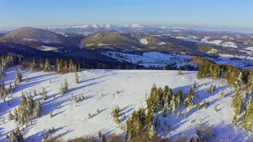 High Snowy Mountain Covered with Evergreen Fir Trees on a Sunny Cold Day