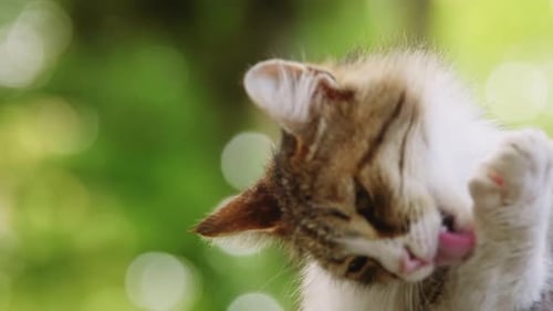 Katze (4K)